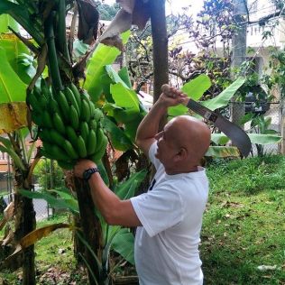 Papi chopping down plantains from a tree in the backyard of Javi's grandparents' old house.